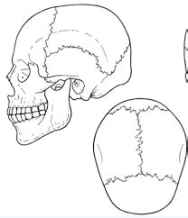 Skull: sutures Diagram | Quizlet