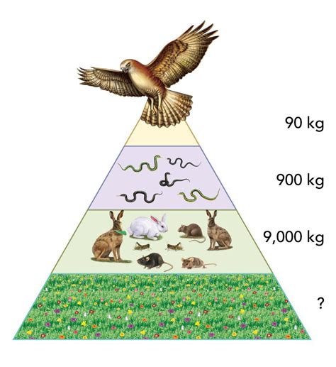 Tree Ecosystem Pyramid