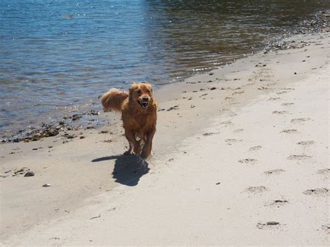 Jagger enjoying the beach after a swim. | Animal lover, Animals, Beach