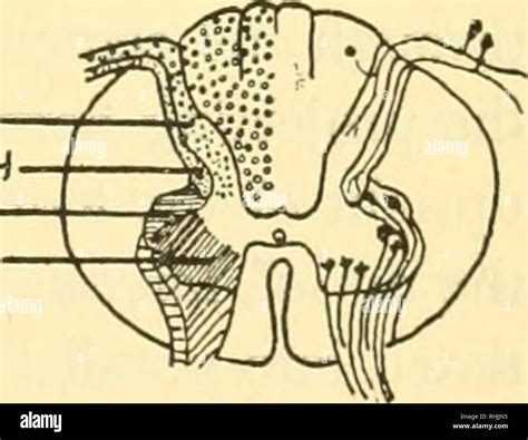 Lateral Funiculus