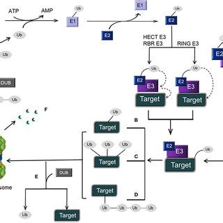 Schematic Representation Of The Ubiquitinproteasome Pathway And