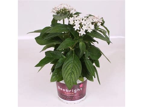 GROW by OBI Fünfzahlstrauch BeeBright White Höh 30 cm cm Pentas