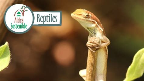 Reptiles: Lagartija – Anolis auratus - YouTube