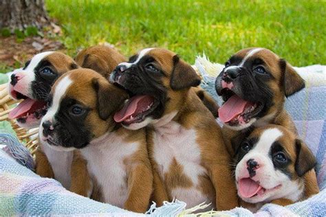 50 Cute Puppies I Adore Art And Design Boxer Puppies Cute Dogs