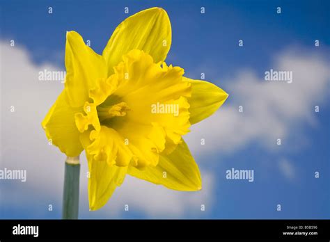 Yellow Daffodil Flower Stock Photo - Alamy