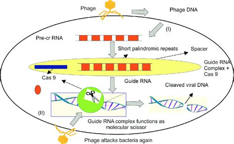 Crispr Cas Mediated Bacterial Immune Defense Adapted From Balgir Et