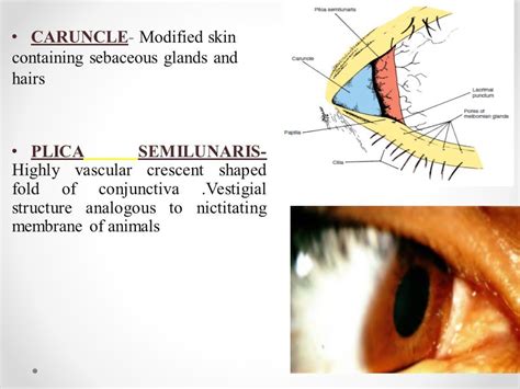 Anatomy Of Eyelid Presented By Dr Rahul Gupta 1 St Year Resident Dept