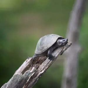 Turtle Species In Pennsylvania Id Pictures Pond Informer