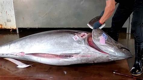 10000 Giant Bluefin Tuna Cutting Skills Taiwanese Seafood Youtube