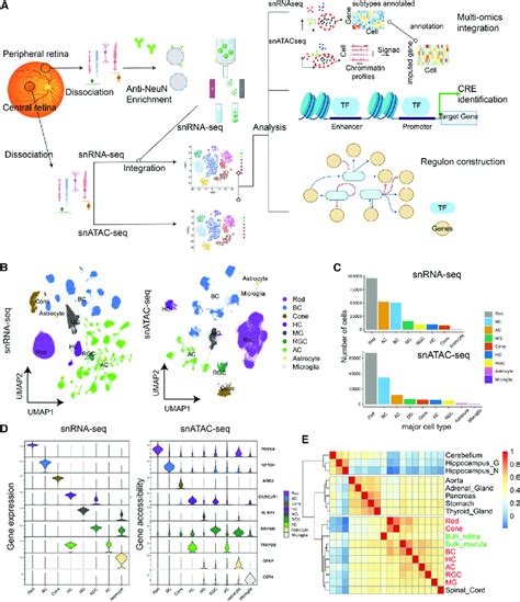 Overview Of The Single Cell Multi Omics Atlas Of Human Adult Retina A