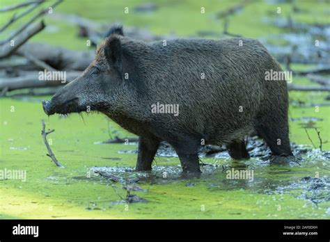 Wildschwein im schlamm Fotos und Bildmaterial in hoher Auflösung