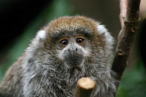 Titi Monkey Infant - Animal Facts and Information