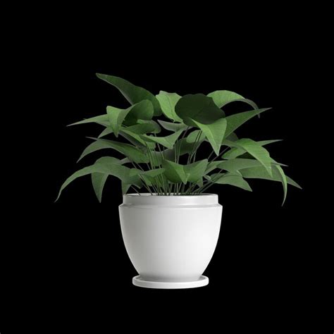 Premium Photo 3d Illustration Of Houseplant Isolated On Black Background