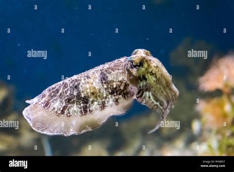 Closeup Of A Common Cuttlefish Swimming In The Ocean Funny Aquarium