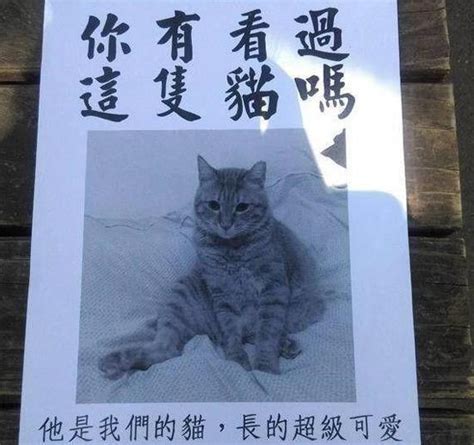 史上最爆笑寻猫启示，主人太搞笑，网友：猫看了都要哭