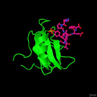 Growth Factor Receptor Bound Protein Proteopedia Life In 3D