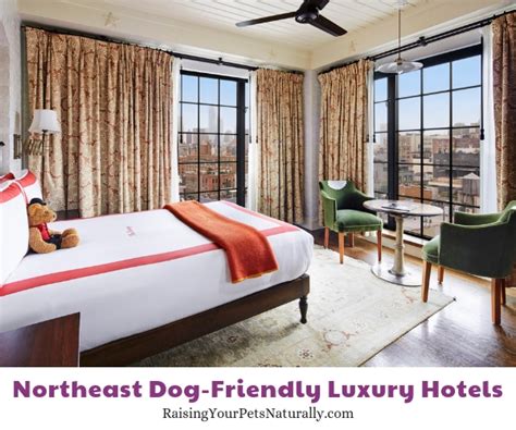 The Best Luxury Pet-Friendly Hotels in the Northeast Region ~ Raising ...