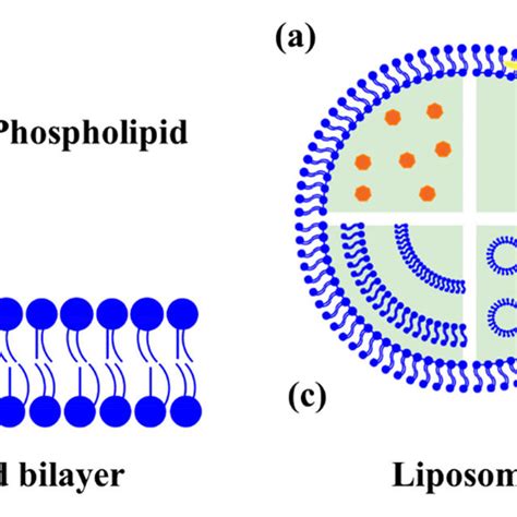 Pdf Lipid Based Nanostructures For The Delivery Of Natural Antimicrobials