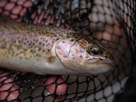 Trout & Char Guide: Native Ranges by Species — No Kype