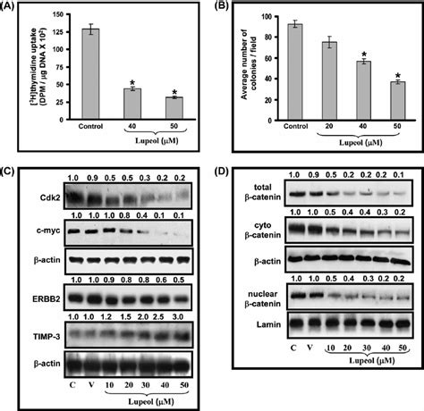 Effect Of Lupeol On A Proliferation Of Androgen Insensitive Du