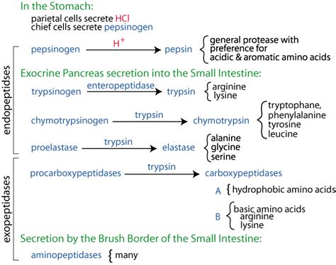 Inactive Form Of Pepsin Digestive System 2022 10 13