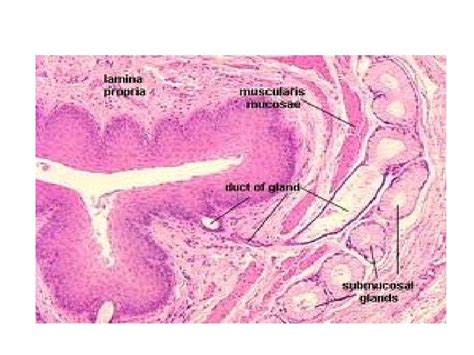 Histology Of Esophagus Gastro Esophageal Junction By Dr