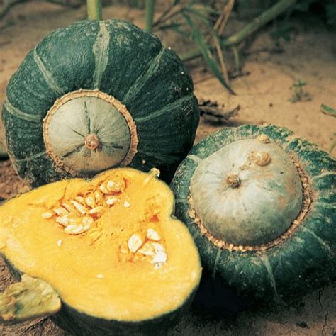 Buttercup Winter Squash Seed Ae2023197 Geseeds