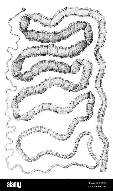 Taenia Solium Hi Res Stock Photography And Images Alamy