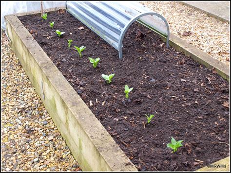 Mark S Veg Plot Planting Broad Beans