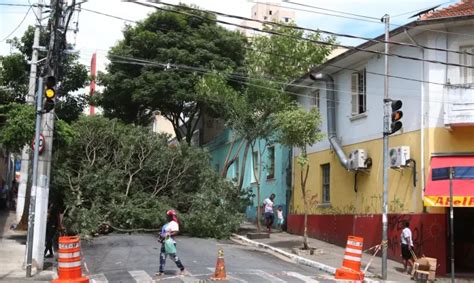 Nacional Homem morre após ser atingido por queda de árvore TN Sul