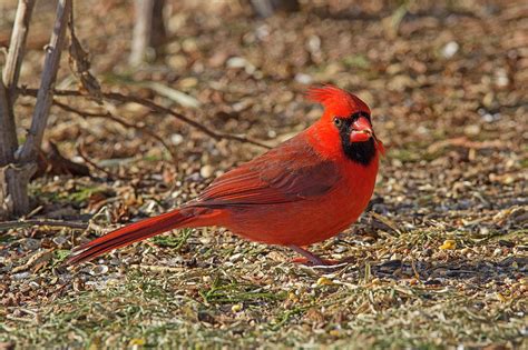 Cardinal Plumage - Northern Cardinal - Cardinalis cardinalis Photograph ...