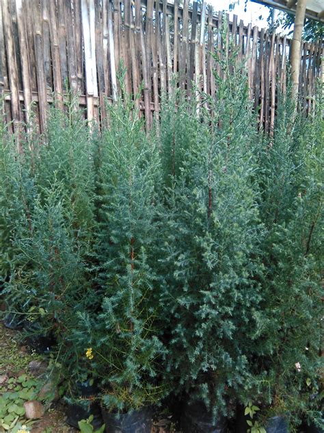 Himalayan Flower Nursery: Cypress pine saplings