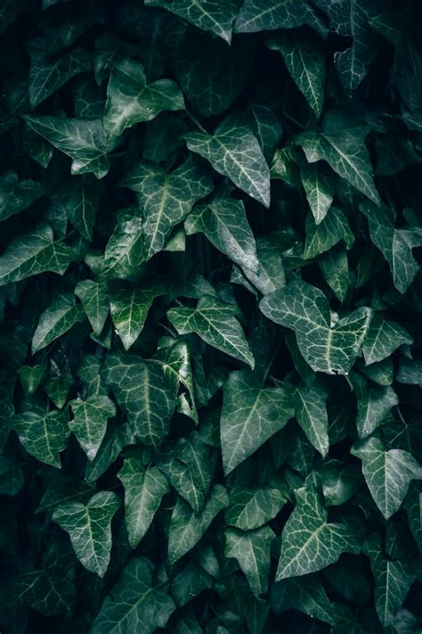 Безкоштовне стокове фото: @outdoor, hedera helix, ботанічний, виноград ...