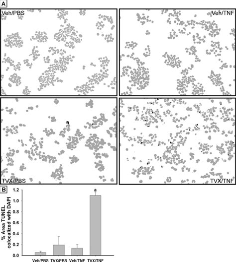 Tvxtnf Induced Dna Damage Hepg2 Cells Were Treated With 20μm Tvx Or