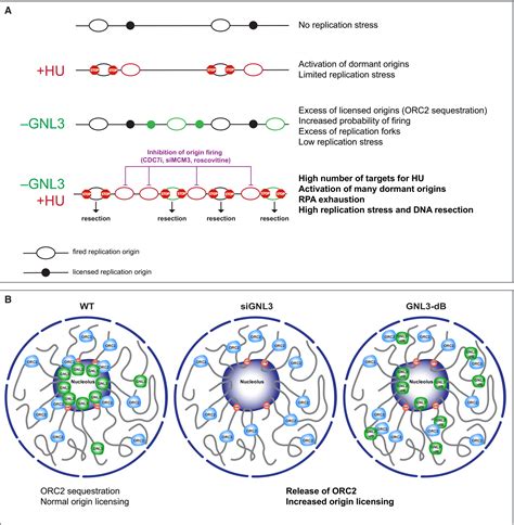 The Nucleolar Protein GNL3 Prevents Resection Of Stalled Replication