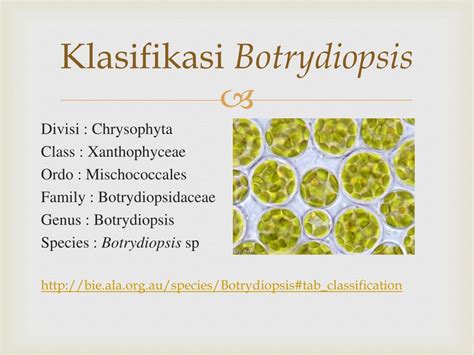 Ppt Chrysophyta Powerpoint Presentation Free Download Id2391807