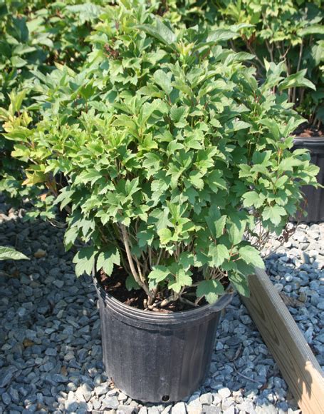 Viburnum Trilobum ‘bailey Compact Moon Nurseries