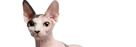 Sphynx Cat Breed Information Personality Characteristics Whiskas