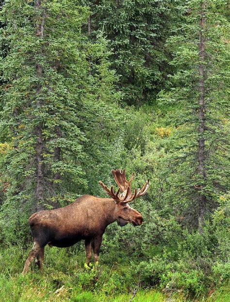 🌄 Moose Size: How Big Are They? - Maine Terrain