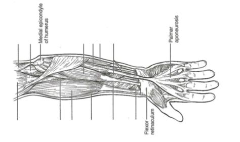 Forearm Muscles Diagram Quizlet