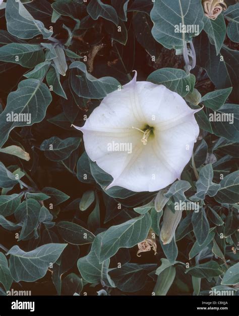 Sacred Datura Datura Wrightii A Poisonous Perennial In Bloom On