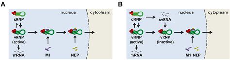 Different Models For The Regulation Of Viral Rna Synthesis A