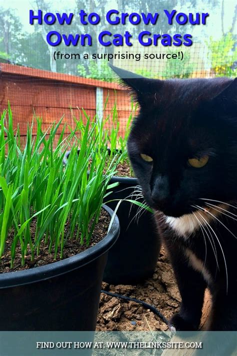 How To Grow Cat Grass From A Surprisingly Simple Source Of Seeds The