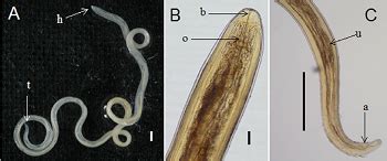 Loa loa - Introduction, Classification, History, Habitat, Morphology