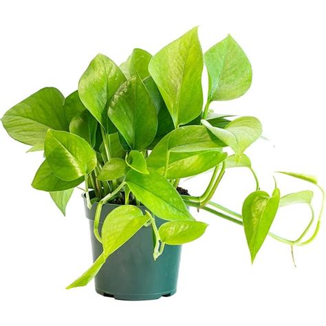 Jade Pothos Live Plant In A 4 Inch Pot Epipremmum Aureum Stunning Houseplant With Unique