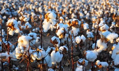 On World Cotton Day Egypt Says Production Increases By 30 This Year