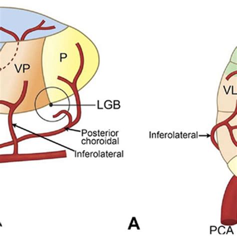 The Tuberothalamic Artery Supplies The Reticular Nucleus Download Scientific Diagram