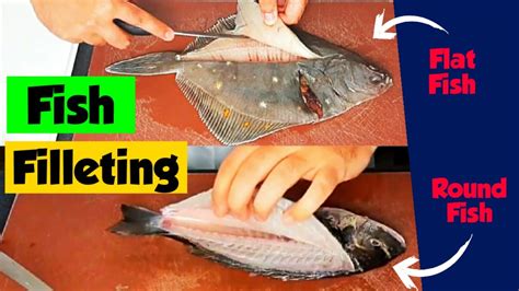 How To Fillet A Fish Remove Bones And Skin From Flat Fish And Round