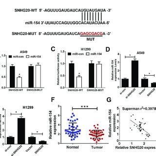 Snhg Acted As Mir Sponge A The Predicted Binding Sites Of