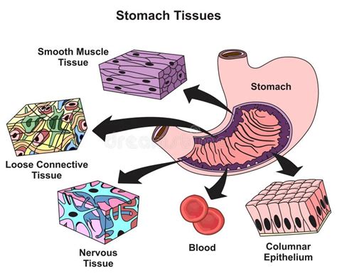 Diagramma Infografico Dei Tessuti Dello Stomaco Illustrazione